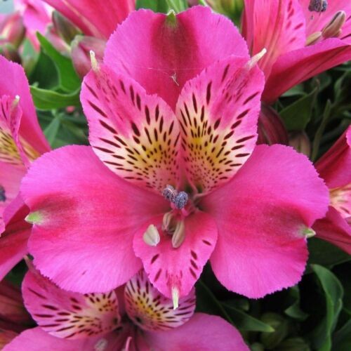 Alstroemeria inca goal plug - alstroemeria,