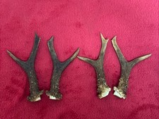 2 PAIRS OF ROE DEER ANTLERS