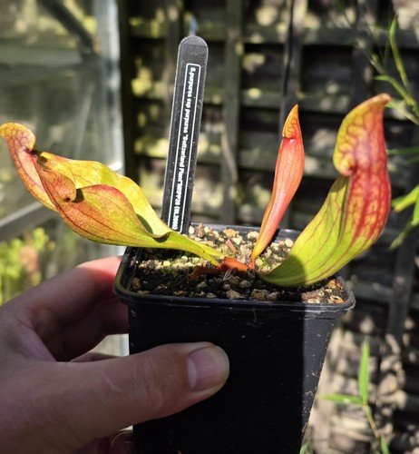 Sarracenia purpurea ssp - purpurea,