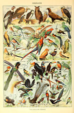 VINTAGE BIRDS CHART A4 POSTER