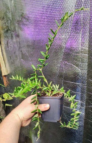 Hoya engleriana full potted - hoya,