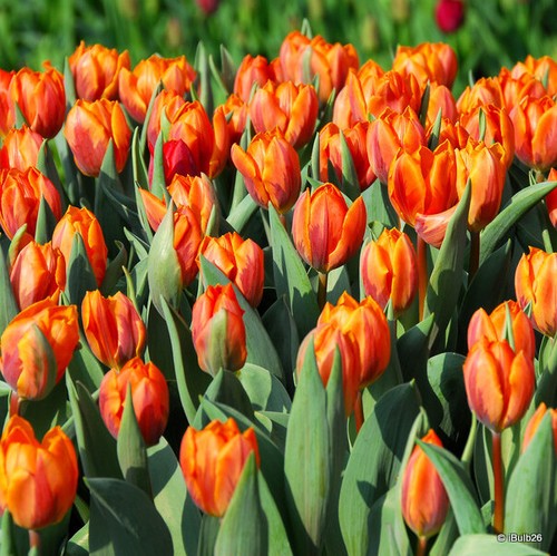 Tulip princess irene bulbs - irene',