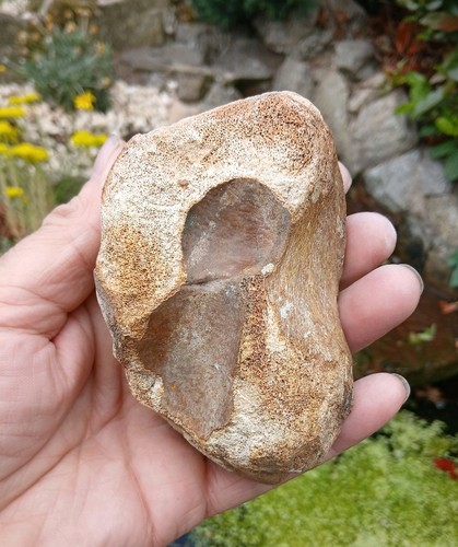 Fossil ice age woolly - ~ice, age~woolly