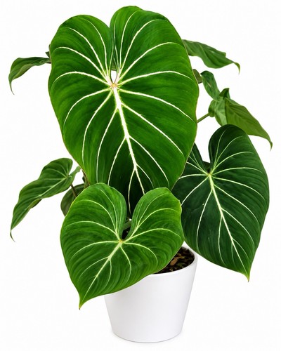Philodendron gloriosum 12cm - gloriosum,