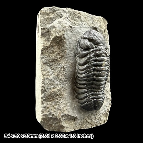 Phacops trilobite fossil - phacops,