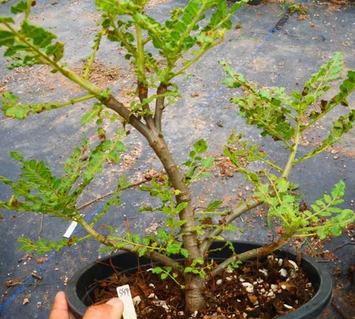 Rare plant cacti boswellia - plant,