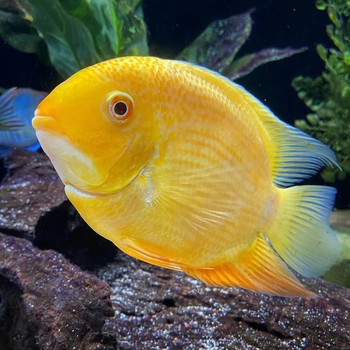 Gold severum cichlid - gold, –