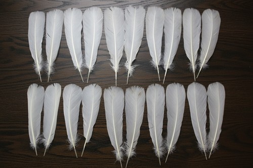 White turkey tail feathers - turkey,