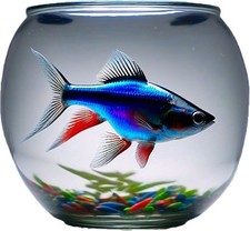 Neon Tetras fish This Is A