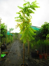 LARGE 7ft-8ft inc. pot  Golden Locust Tree  Robinia Frisia - 12litre