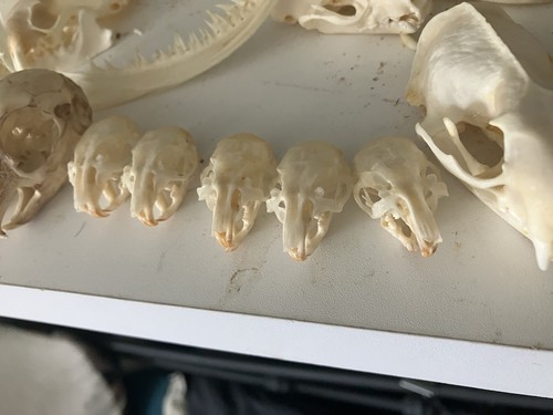 Rodent skulls taxidermy - rodent,