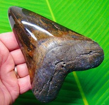MEGALODON Shark Tooth 5.31”