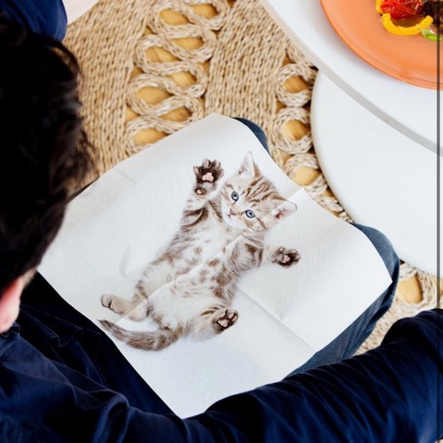 Suck cute cat - cute, kittens