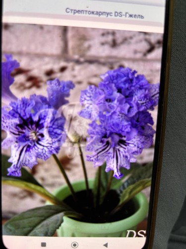 Streptocarpus gzhel - ds, gzhel(
