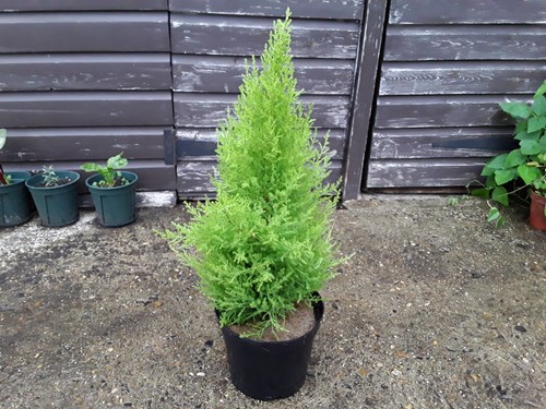 Cupressus plant conifer wilma - plant,