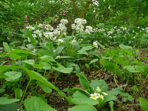 Wild flower woodland mix - flower,