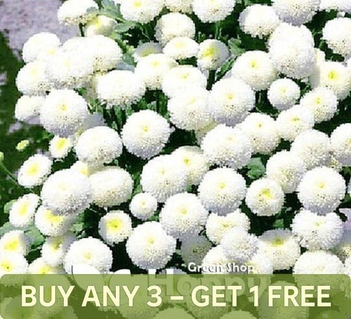Snow ball flower - dwarf,