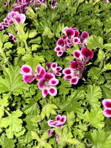 Pelargonium grand nova - pelargonium,