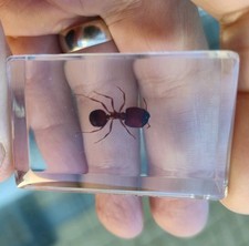 Real RED FIRE ANT Bug Insect