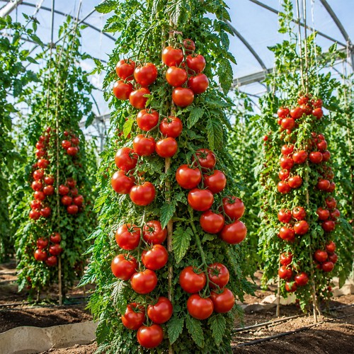 Tall money maker tomato - tall,