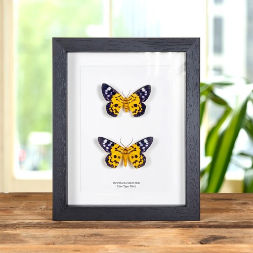 False tiger moth - tiger, &