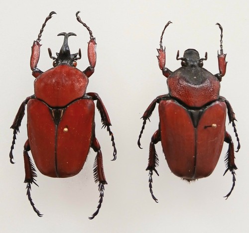 Fornasinius russus burgundy - fornasinius,