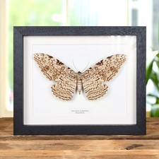 Witch Taxidermy Moth Frame