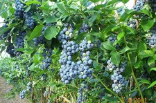 Blueberry Bushes - Pair of