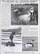 THE CREATION OF A WILDFOWL
