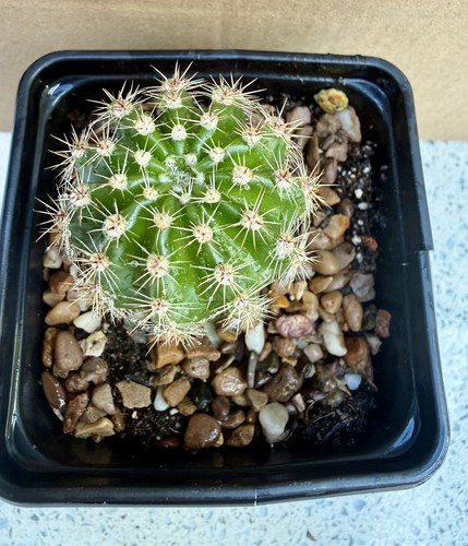 Echinopsis cactus hedgehog - echinopsis,