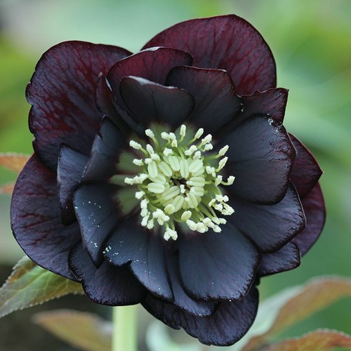 Helleborus hellebore - helleborus,