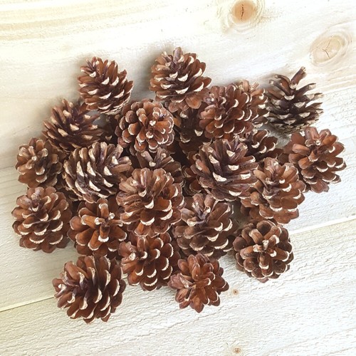 Organic medium pine fir - organic,