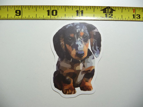 Dachshund dapple puppy small - dapple,