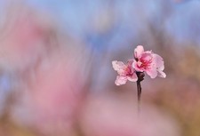 Sony E Fit Meyer Optik 135mm 2.8 Stunning Bokeh Classic Vintage Portrait Lens FE