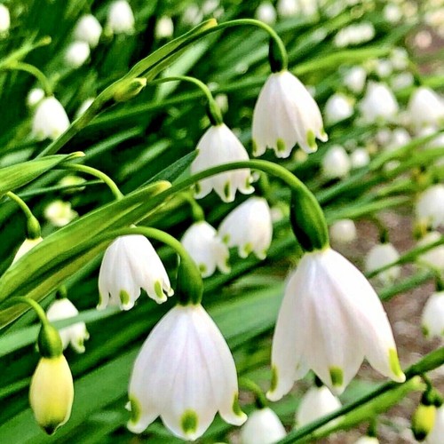 Leucojum aestivum snowflake - aestivum, |