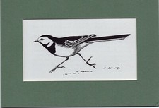 Peter Scott  ~ WAGTAIL ~ Black and White print ~ Original 1936