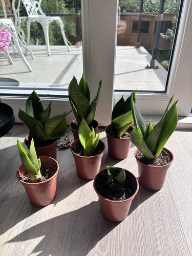 Sansevieria hahnii rooted - 1x,