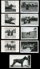 GIANT SCHNAUZER German Dog