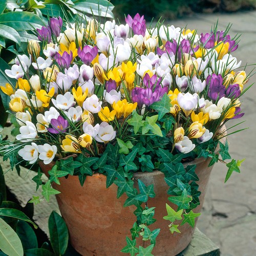Mixed crocus bulbs spring - mixed,