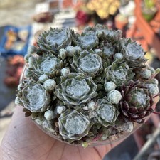 Sempervivum arachnoideum