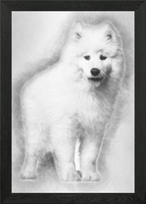 Samoyed puppy standing aga