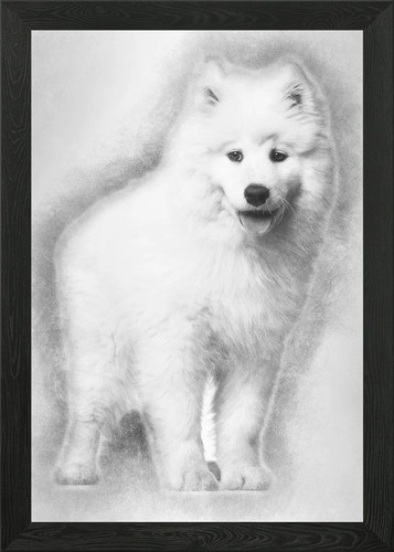 Samoyed puppy standing aga