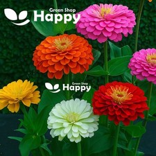 ZINNIA DAHLIA FLOWERED MIX - 300 SEEDS - Zinnia elegans - GIANT - LONG FLOWERING