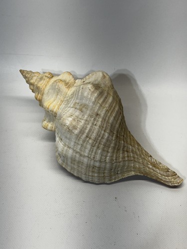 Florida horse seashell - horse, giant