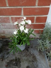 Dianthus Sweet William plant in 13cm pot approx. White