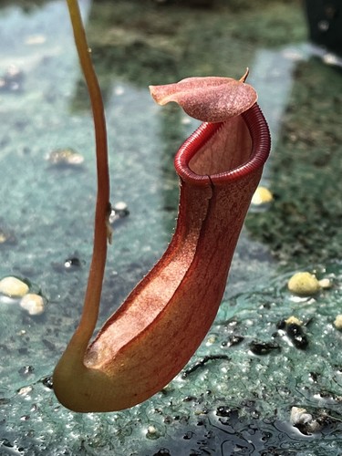 Nepenthes tropical pitcher - nepenthes,