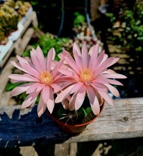 CLEARANCE: Gymnocalycium
