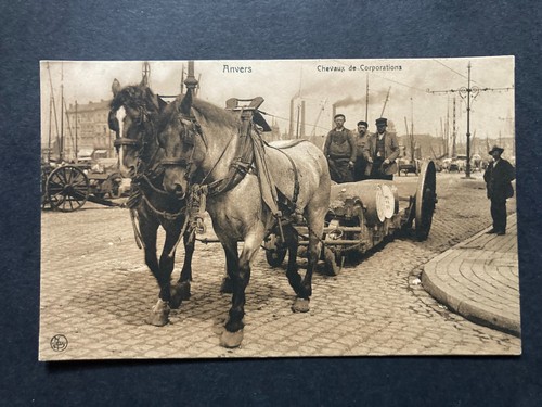 Horse drawn corporation wagon - horse,