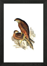 Radiated Goshawk Bird Framed