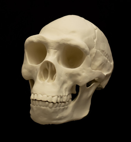Homo erectus skull replica - erectus,